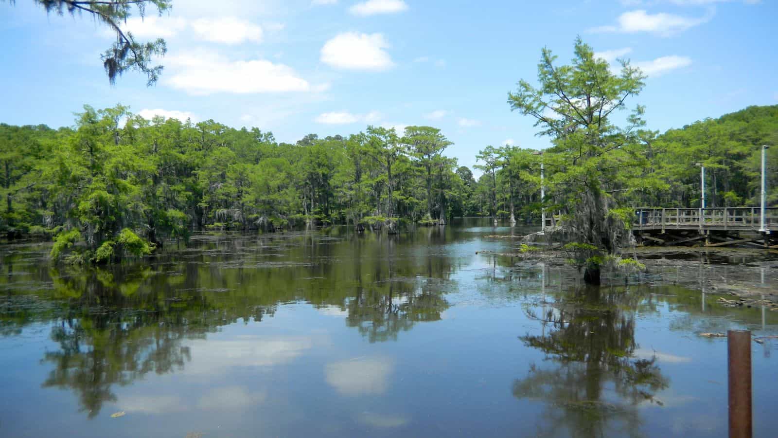The Louisiana Lakes and Rivers Map: A Bayou Voyage 16 Louisiana Caddo Lake