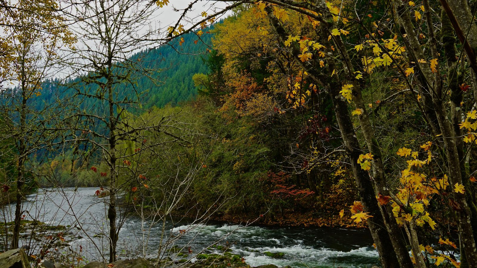 Oregon McKenzie River