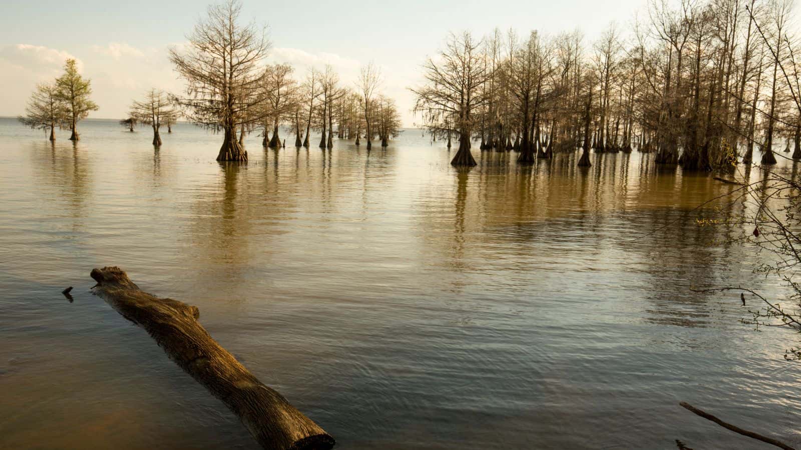South Carolina Lakes and Rivers Map: Winding Waterways 11 South Carolina Lake Marion
