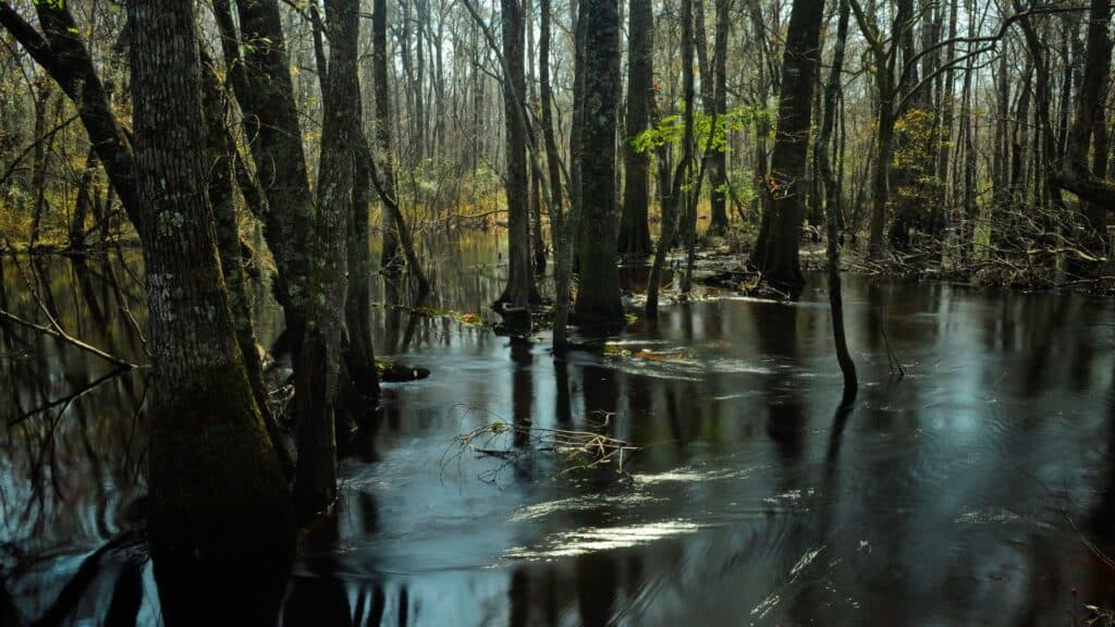 South Carolina Lakes and Rivers Map: Winding Waterways