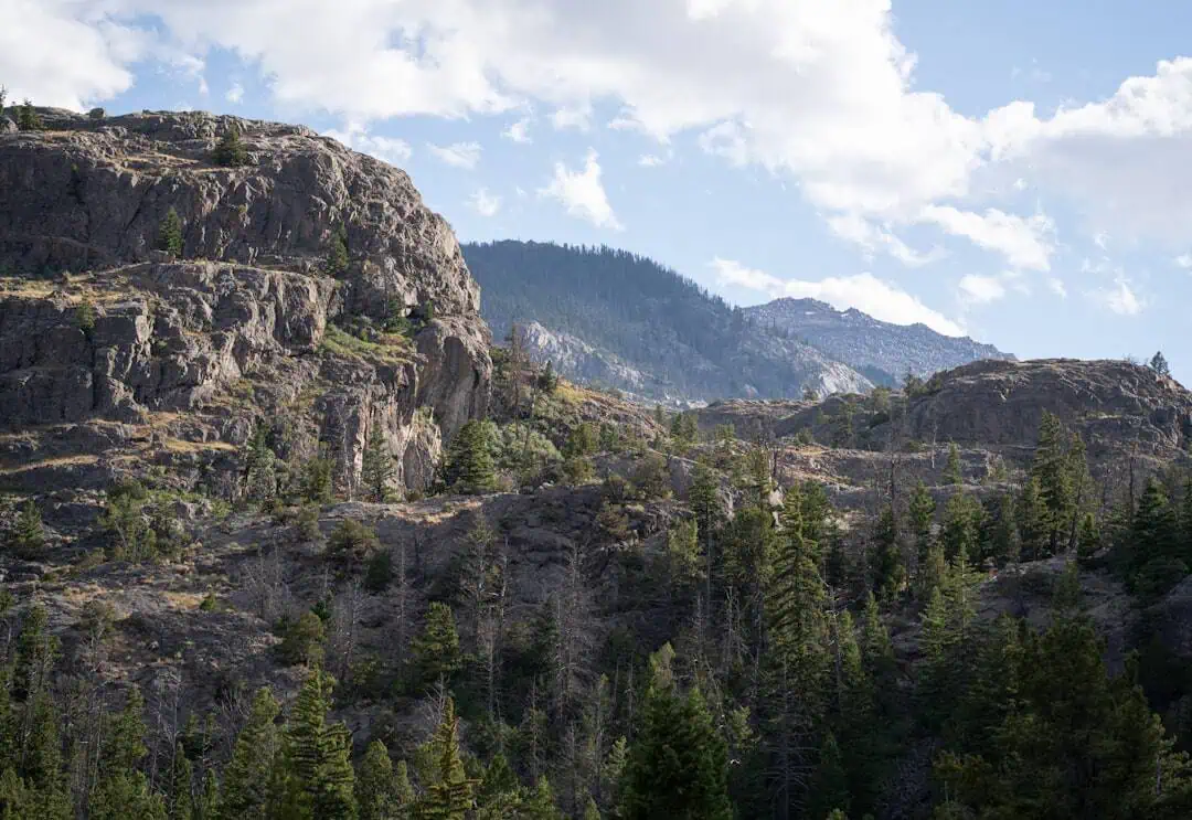 Delta National Forest