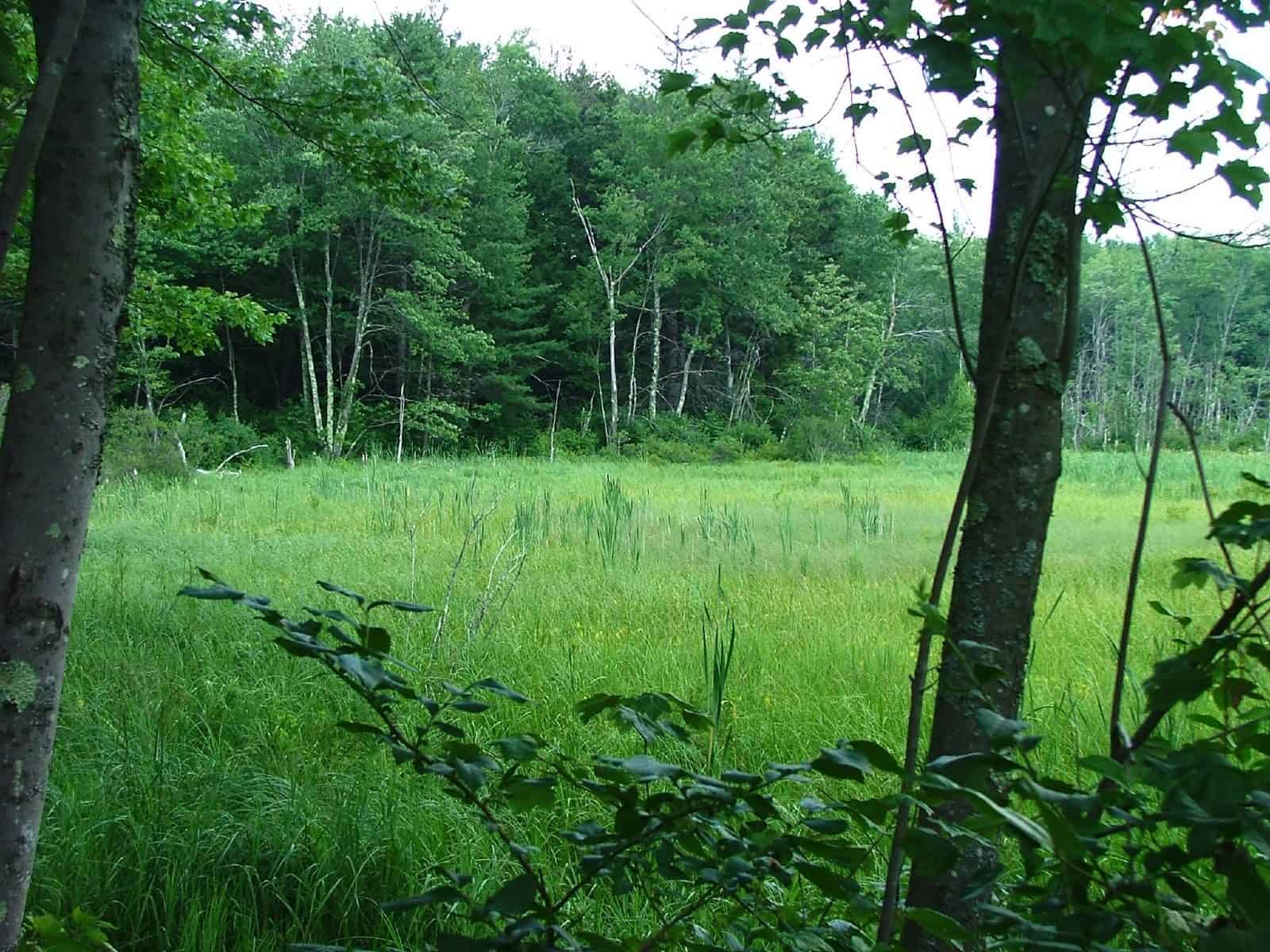 D.A.R. State Forest