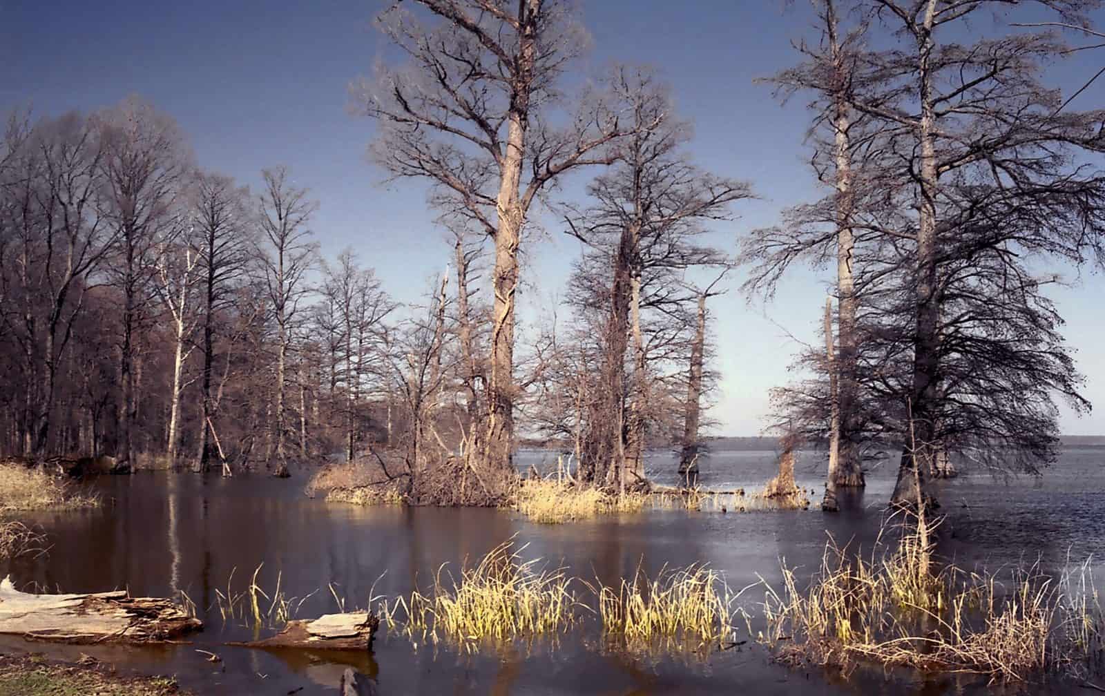 Reelfoot Lake State Natural Area