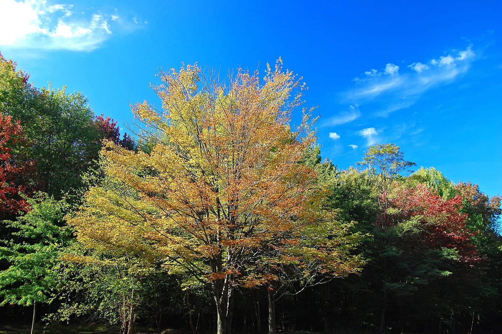 Tinker’s Creek State Park