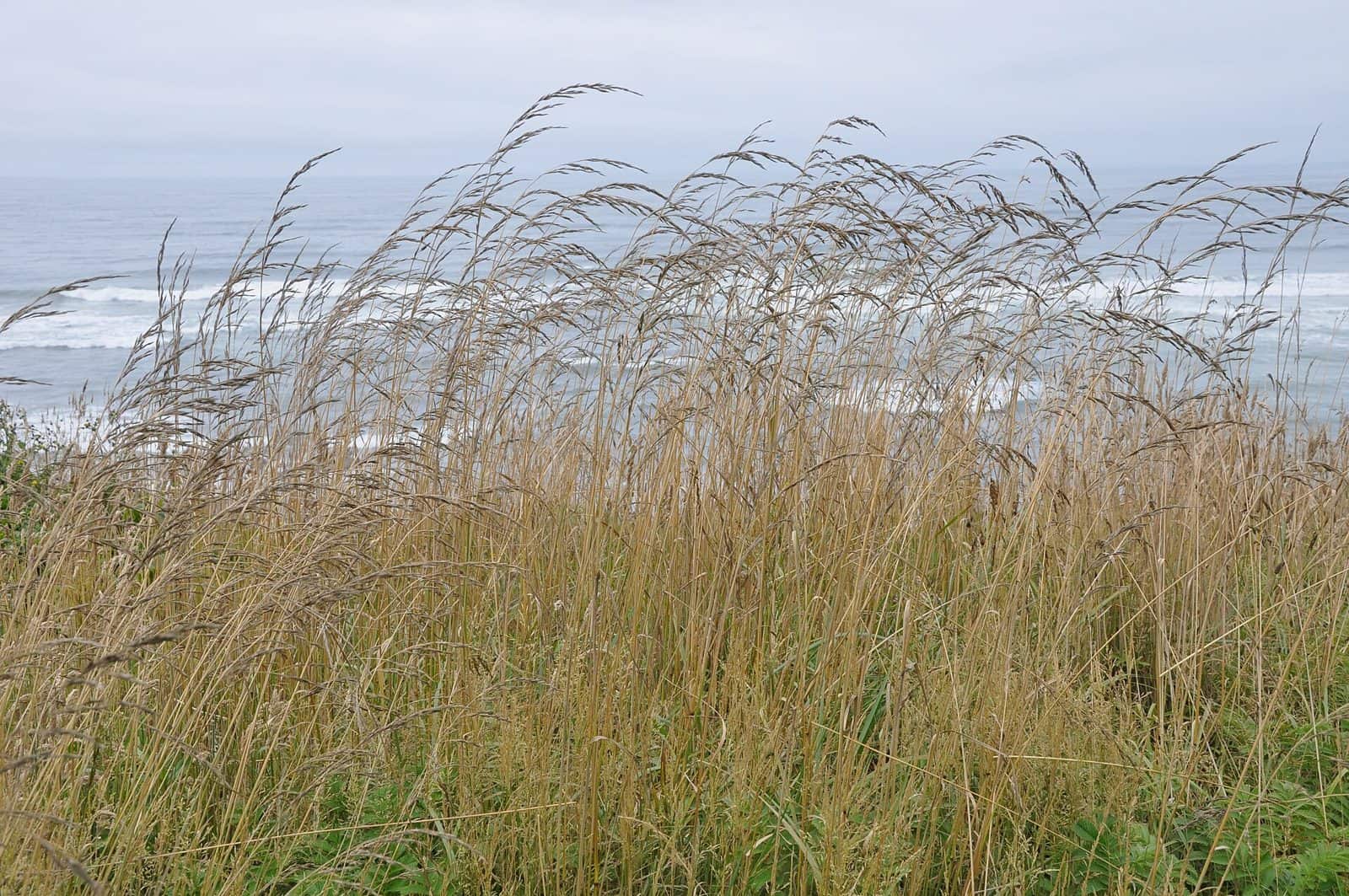 Tokatee Klootchman State Natural Site